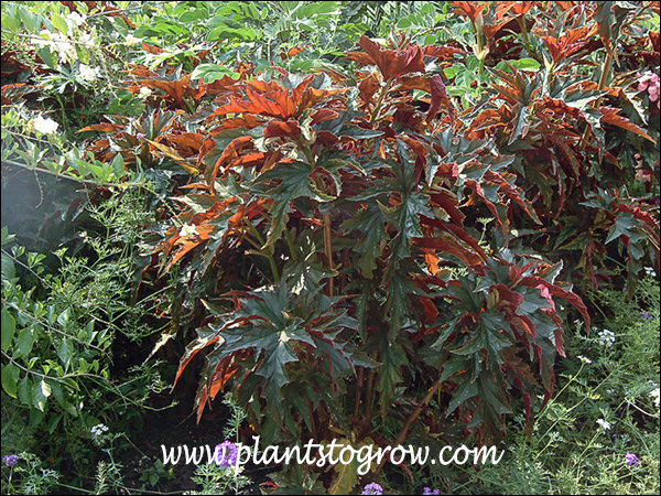 A large plant in full sun.